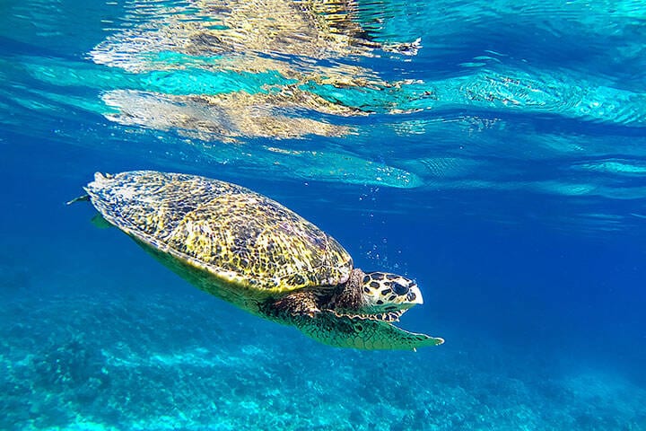 Sea turtle underwater in the Gili islands, Indonesia swimming in clear shallow waters of Lombok, Indonesia. 