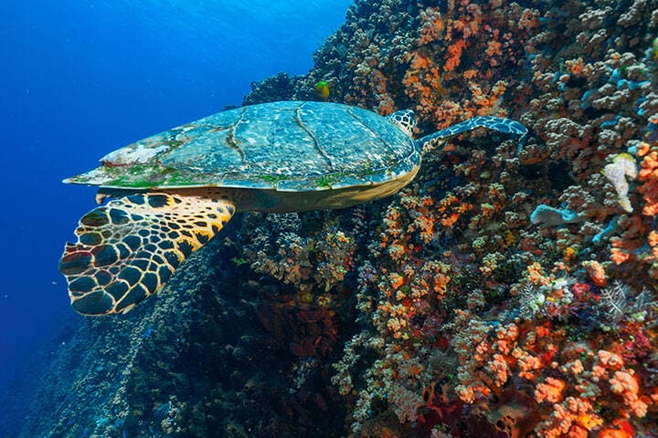 Hawksbill turtle eating corals (Nusa Lembongan, Bali, Indonesia)