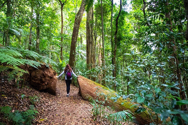 Beautiul girl with a backpack walks in magical green lush stunning rainforest - D'Aguilar National Park (Maiala trail) near Brisbane, Queensland, Australia 