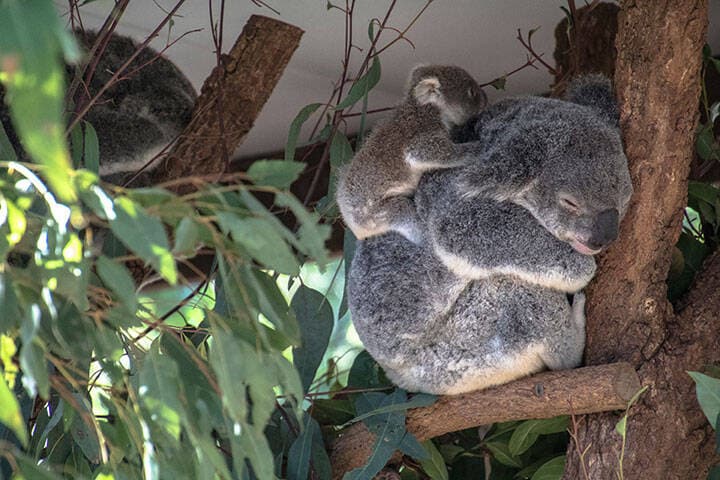 A Koala with a Young at the Lone Pine Sanctuary in Brisbane, Australia 