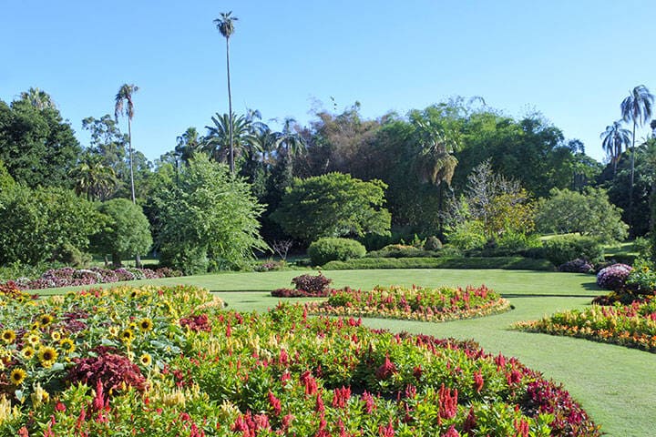 Brisbane Botanic Gardens 