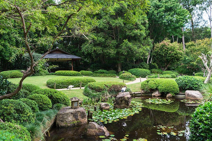 The beautiful peaceful view on small lake with rocks, birds ibis, little japanese lighting appliance and water lilies in Japanese Garden, Brisbane Botanical Garden, Australia