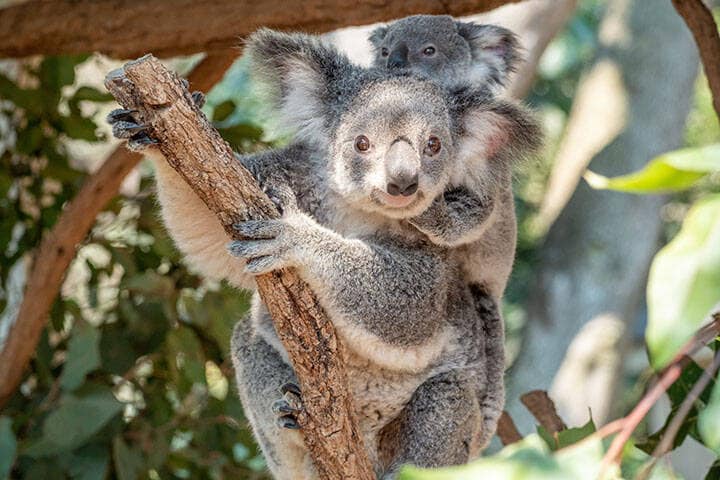 Koala at Lone Pine Koala Sanctuary 