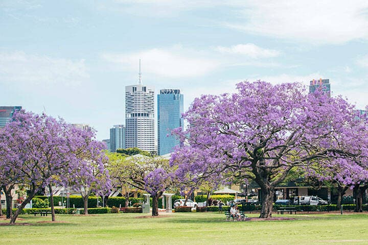 Jacaranda season at New Farm Park 