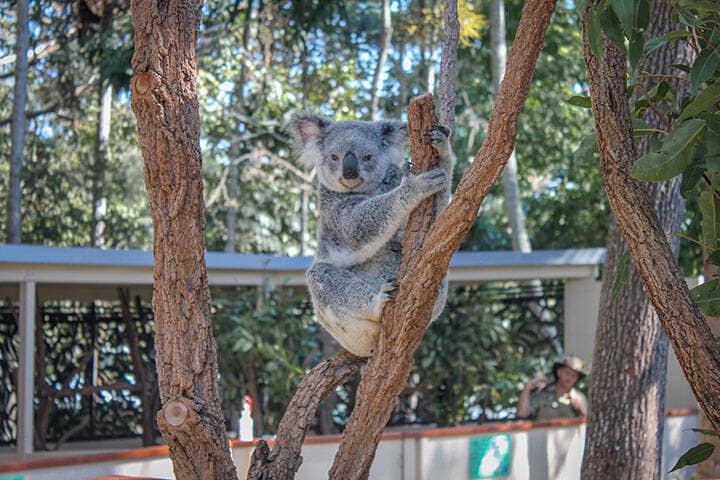 Koala in a tree at Lone Pine Koala Sanctuary in Brisbane