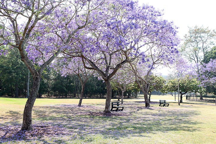 Beautiful Jacaranda trees in New Farm Park, Queensland, Australia