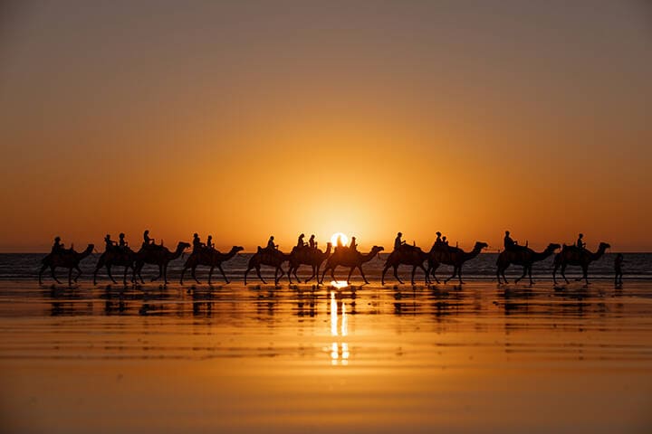 Eye Level View of Camels at sunset on Cable Beach, Broome 