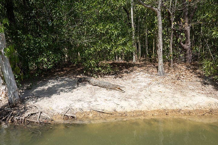 Crocodile basking on the bed of a river near Cairns