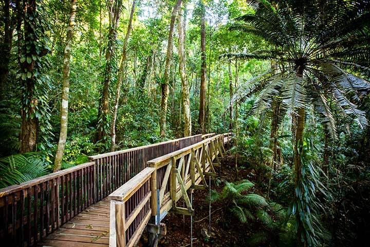 The Daintree Jindalba Boardwalk in Queensland, Australia  