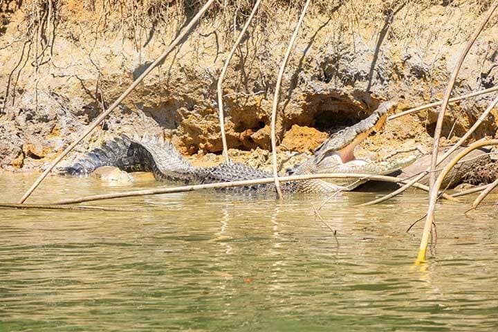 Crocodile Express Daintree River Cruises