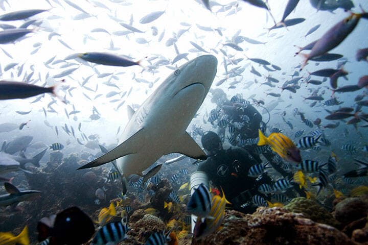 Bull shark, carcharhinus leucas, Beqa lagoon, Fiji 