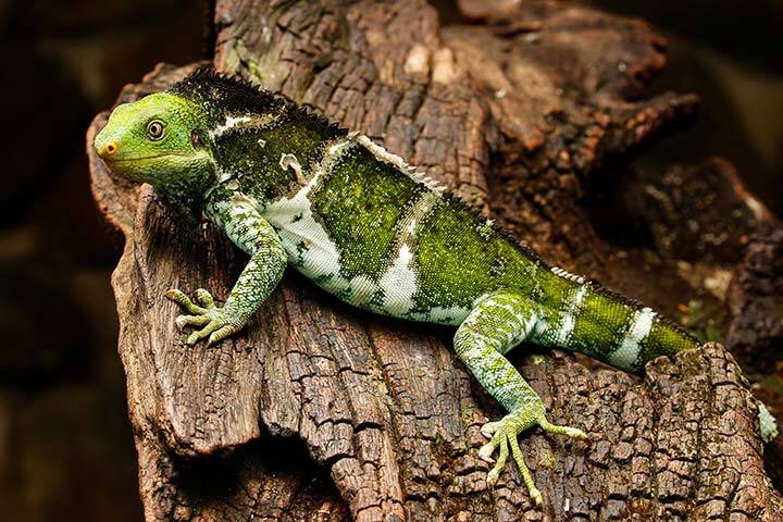 Fijian crested iguana (Brachylophus vitiensis) on Viti Levu Island, Fiji  