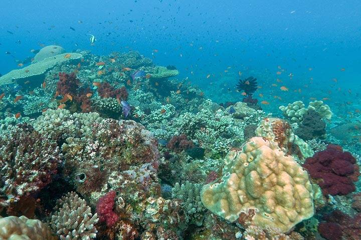 hard and soft coral at rainbow reef on the somosomo strait