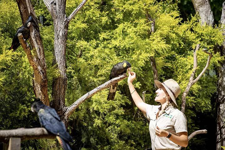 Wildskies - the free flight bird show at Currumbin Wildlife Sanctuary