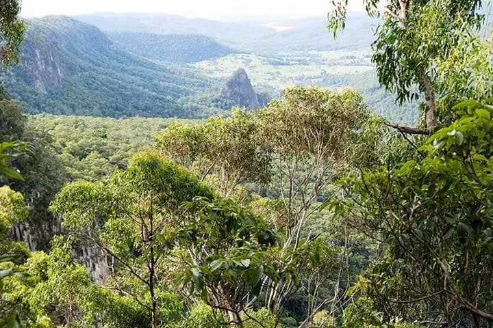 Bellbird Circuit at Lamington National Park