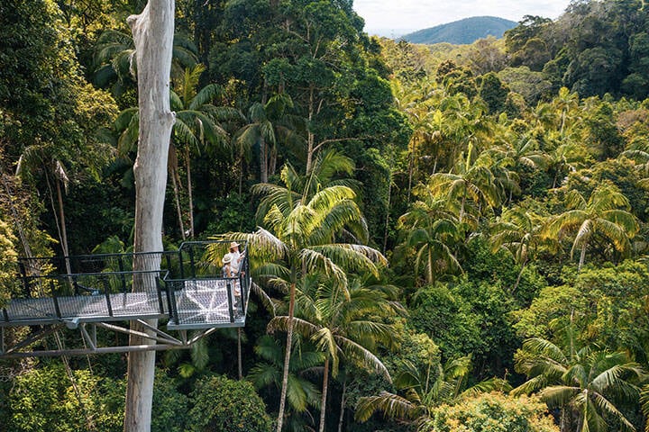 Couplelooking out from elevated platform at Tamborine Rainforest Skywalk