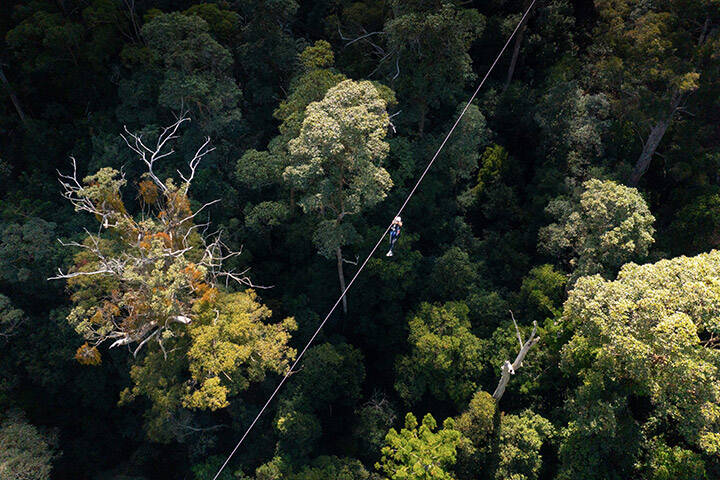Aerial view of a person on a zipline at TreeTop Challenge, Tamborine Mountain
