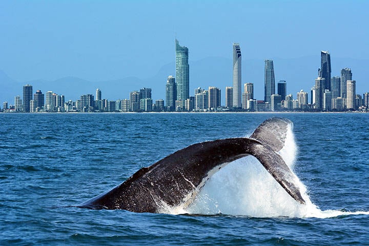 Whale Watching in Gold Coast Australia 