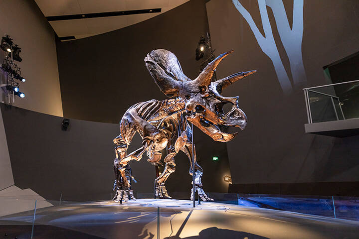 Dinosaur skeleton exhibit at Melbourne Museum