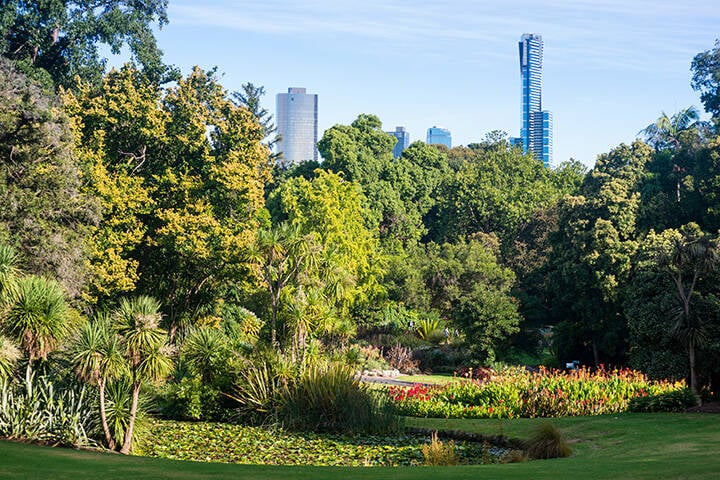 Lush gardens of Royal Botanic Gardens in Melbourne, with th city skyline in th ebackground