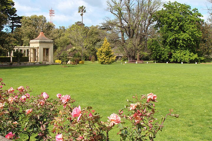 Lush green grass and blooming flowers in a garden in Melbourne  during spring 