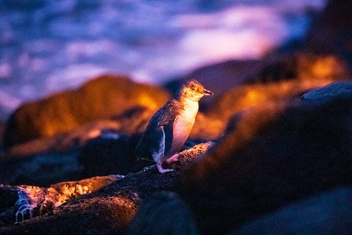 Fairy penguins, Melbourne