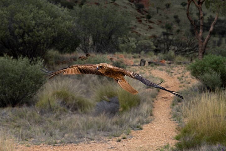 Alice Springs Desert Park,  a vibrant botanic wonderland and that allows visitors to get up close with outback animals and characters that epitomise the fun and adventurous spirit of the red centre.