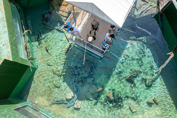 Aerial view of crocodile feeding at Crocosaurus Cove. Located in the heart of Darwin City, Crocosaurus Cove is home to the world’s largest display of Australian reptiles, including the iconic saltwater crocodile.  Discover each of Crocosaurus Cove's 9 interactive shows daily, and learn all about Australia's incredible wildlife and capture a family photo with Fluffy the baby croc, or go for a dip in the Swim with the Crocs pool.  Crocosaurus Cove is also home to the famous Cage of Death, Australia’s only crocodile dive.