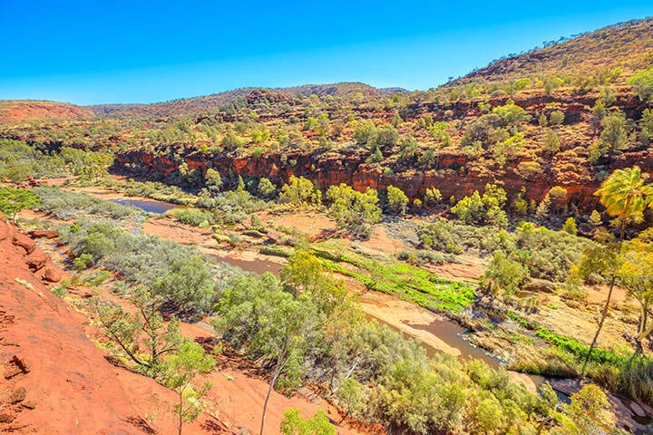 Aerial views of ancient forest of Red Cabbage Palm in the heart of Palm Valley along Arankaia Walk. Finke Gorge National Park in Northern Territory, Central Australia Outback.