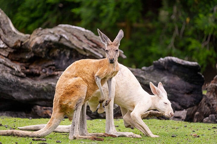 Kangaroos at Caversham Wildlife Park, Swan Valley. 