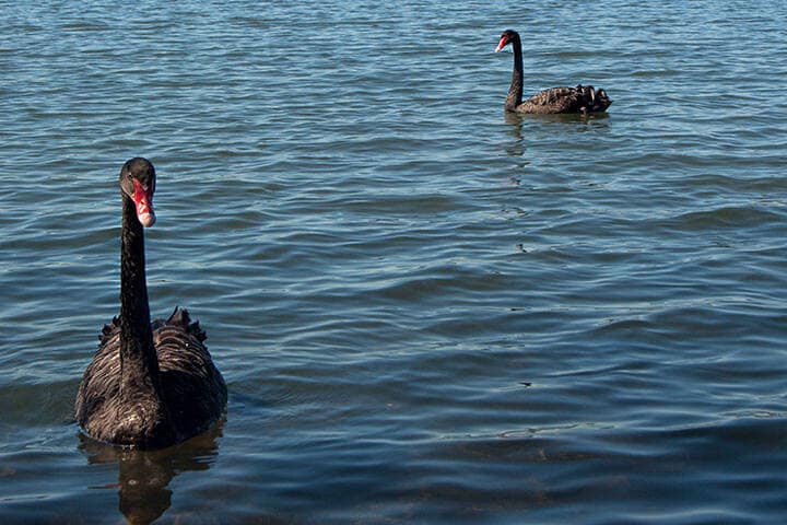 Black swans on Lake Monger, Perth