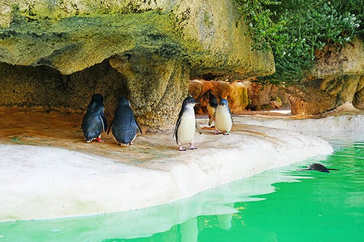 View of a little penguin (eudyptula minor) in Perth Zoo, Western Australia