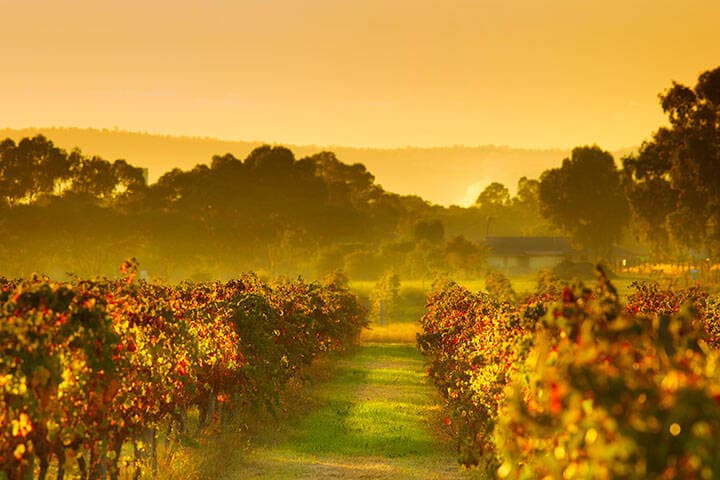 Swan Valley vineyards in Autumn
