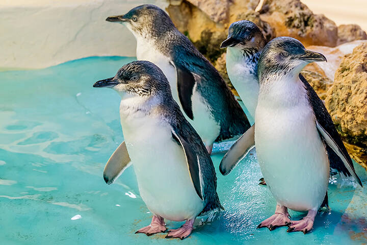 Four Australian penguins at Penguin Island, Rockingham, Western Australia