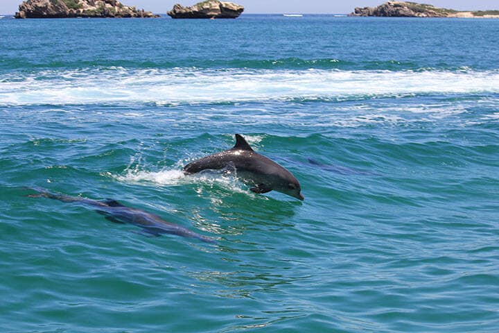 Bottle nose dolphins playing in the wave of a boat in Rockingham, Western Australia.