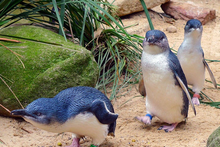 Little penguins on Penguin island, a popular day trip from Perth
