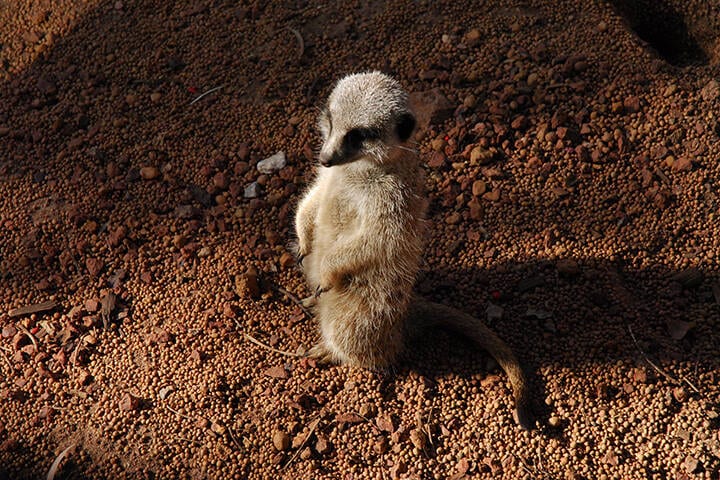 Meerkat at Perth Zoo