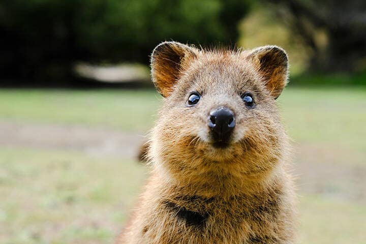 A quokka on Rottnest Island, off the coast of Perth. Visting the quokkas on Rottnest island is one of the top things to do in Perth