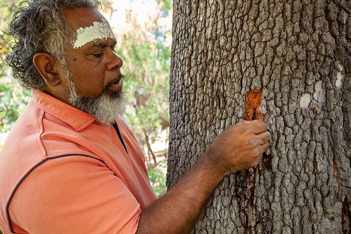 Guide taking visitors on an Aboriginal culture tour in Kings Park, Perth - a popular thing to do in Perth, and an important activity to learn more about the city's culture and history