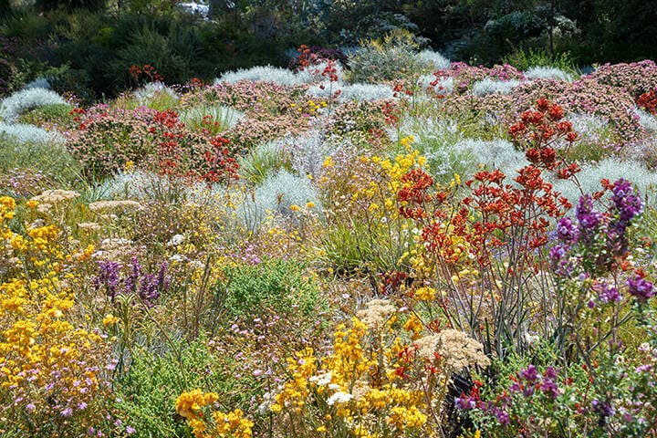Blossoming wildflowers in Perth Botanic Garden - one of the most popular things to see when visiting Perth in spring