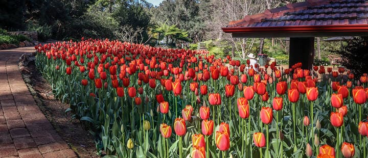 Garden beds with masses of red tulips blooming in Araluen Botanic Park, Roleystone Western Australia. 