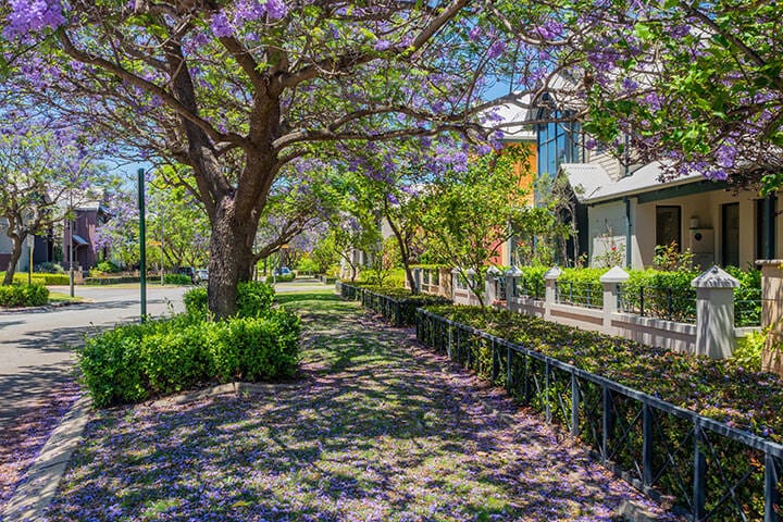 Jacaranda Trees in Subiaco, Perth, Western Australia 