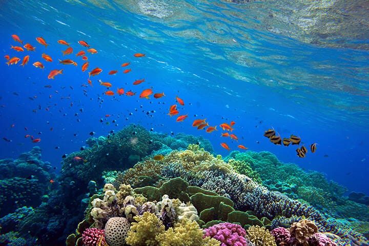 Beautiful tropical coral reef and colourful fish in Great Barrier Reef