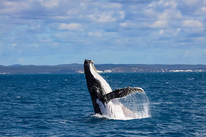Humpback whale spy hopping, Hervey Bay, Queensland