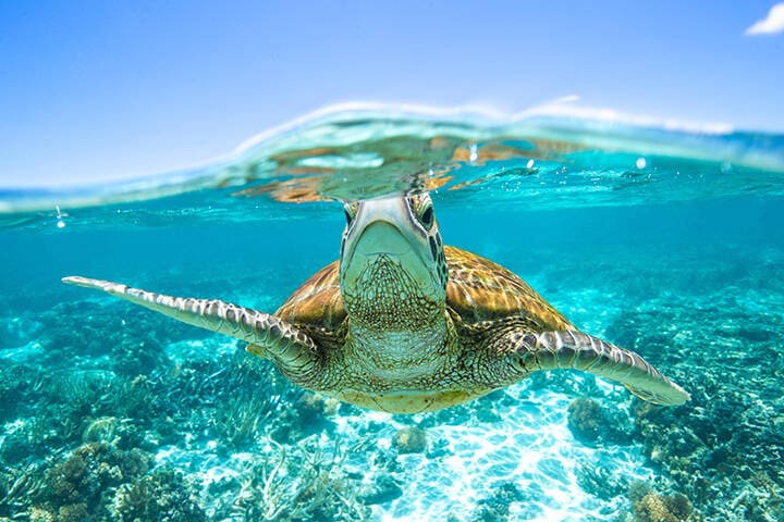 Green Sea Turtle swimming in the crystal clear lagoon at Lady Elliot Island on the Great Barrier Reef.