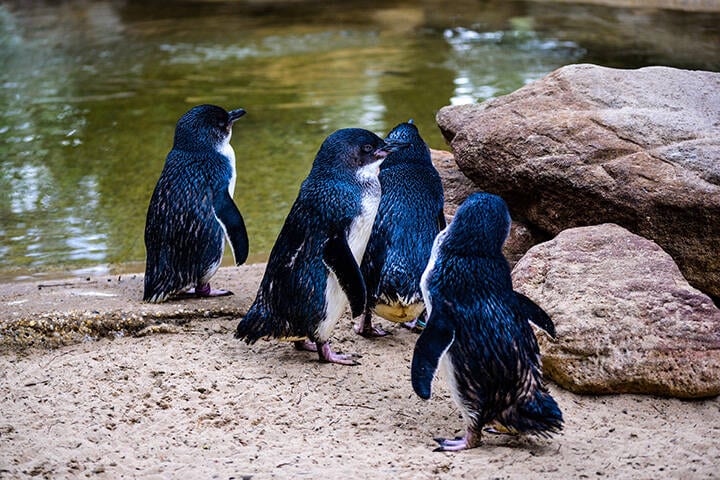 Penguins at Featherdale Wildlife park 