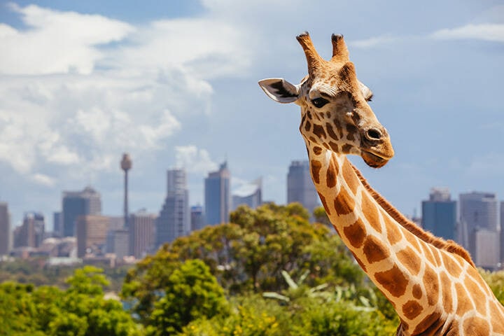 Taronga Zoo Giraffes Sydney Australia, with Sydney city skyline in the background 