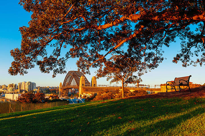 Autumn leaves at sunset, with a view of Sydney’s Harbour Bridge from Sydney Observatory Hill