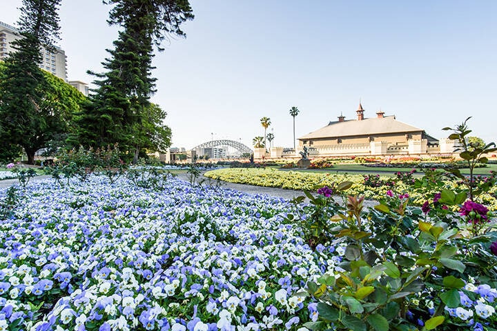 Spring in bloom at Sydney Royal Botanic Garden