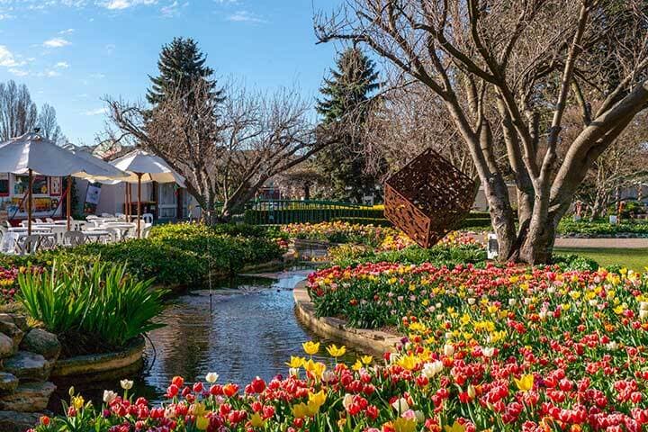 Tulips in bloom at the annual Tulip Time Festival in Corbett Gardens, Bowral.